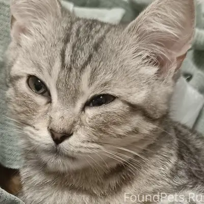 Пропал кот, между 1-ым и 2-ым переулком Шорина