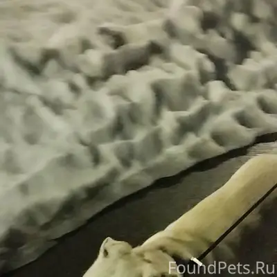 Пропала собака Бетти