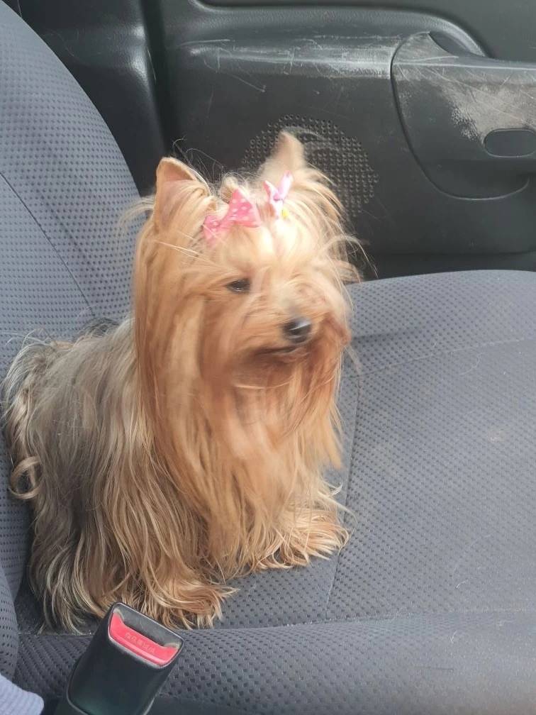 Найдена собака, имя установлено