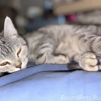 Пропала кошка Дымка, район лётных досок