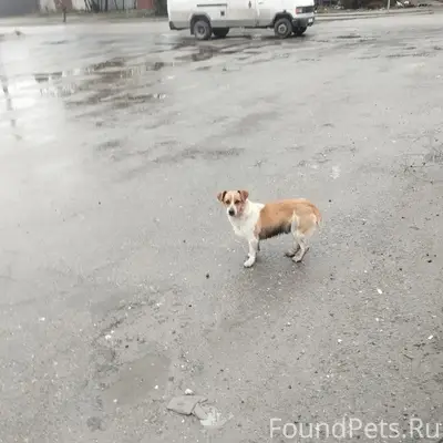 Найден тип: собака, место: улица Пришвина
