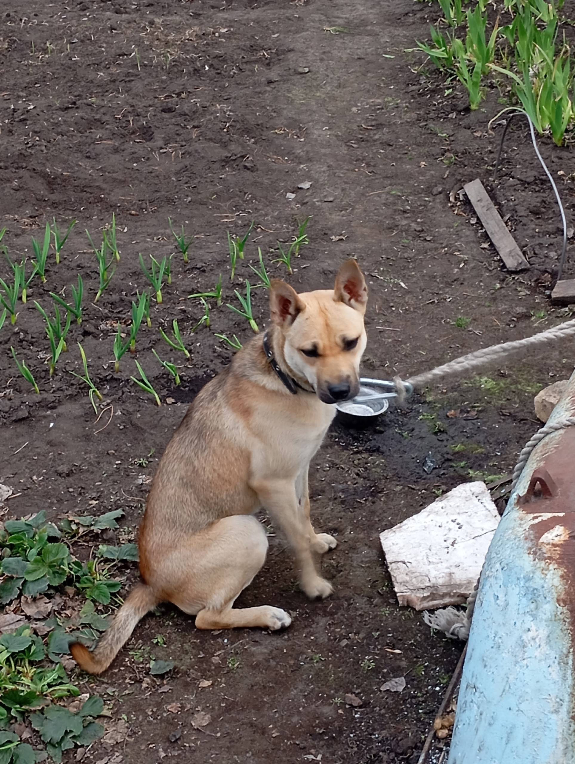 Найдена собака, [место не указано]