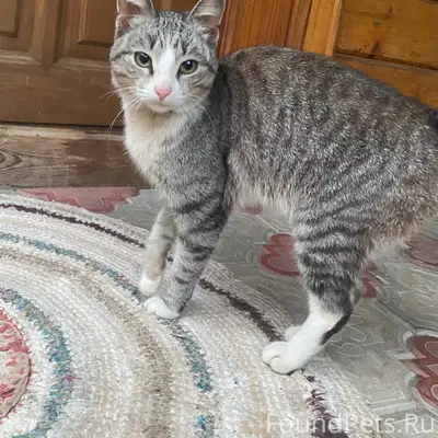Найден кот
