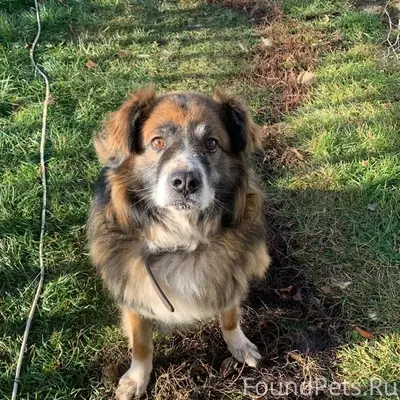 Пропал пёс Боцман, д. Князево