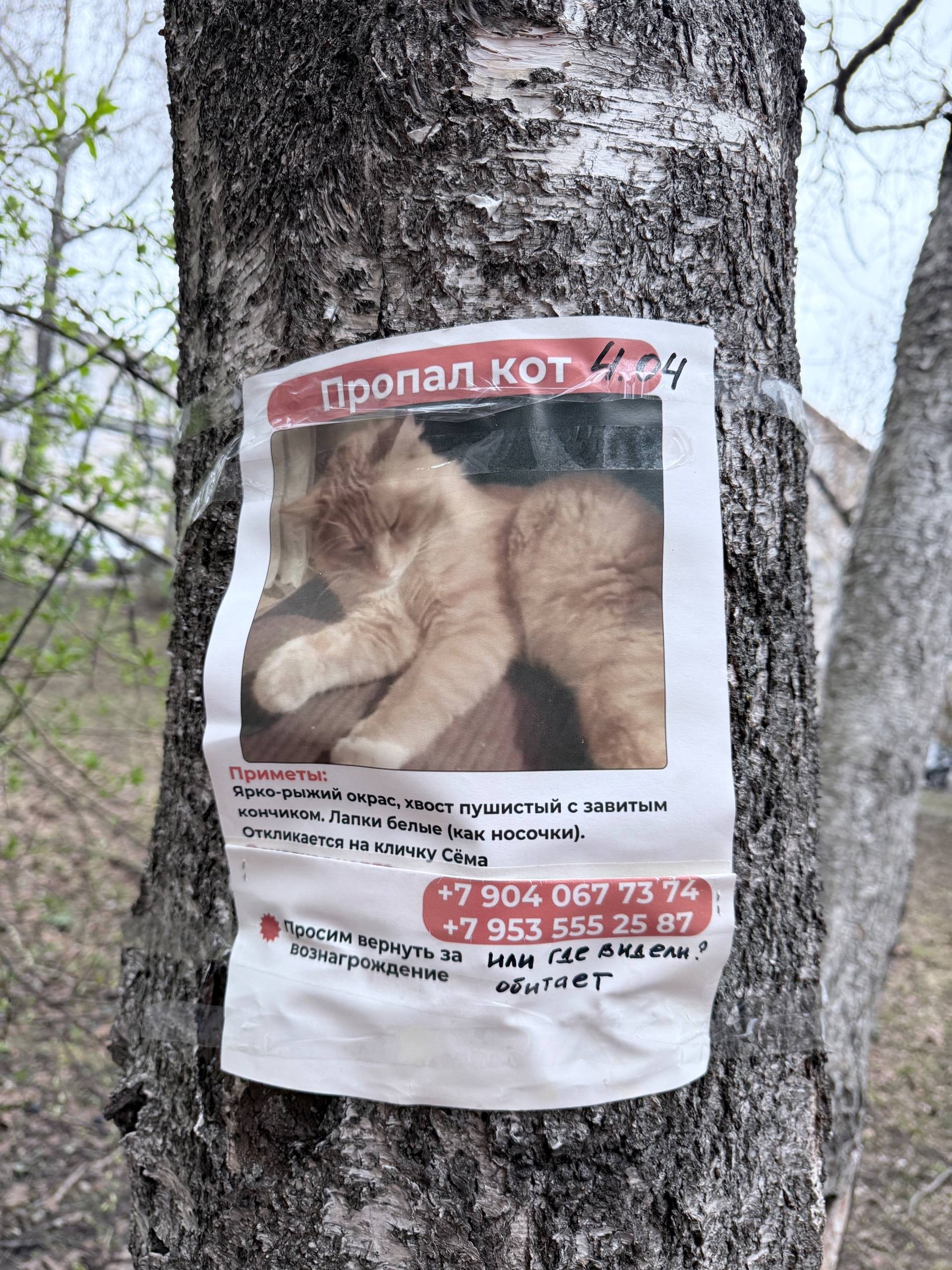 Пропал кот Сёма, район ул. Бекетова