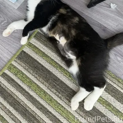 Пропала кошка, Дубовое