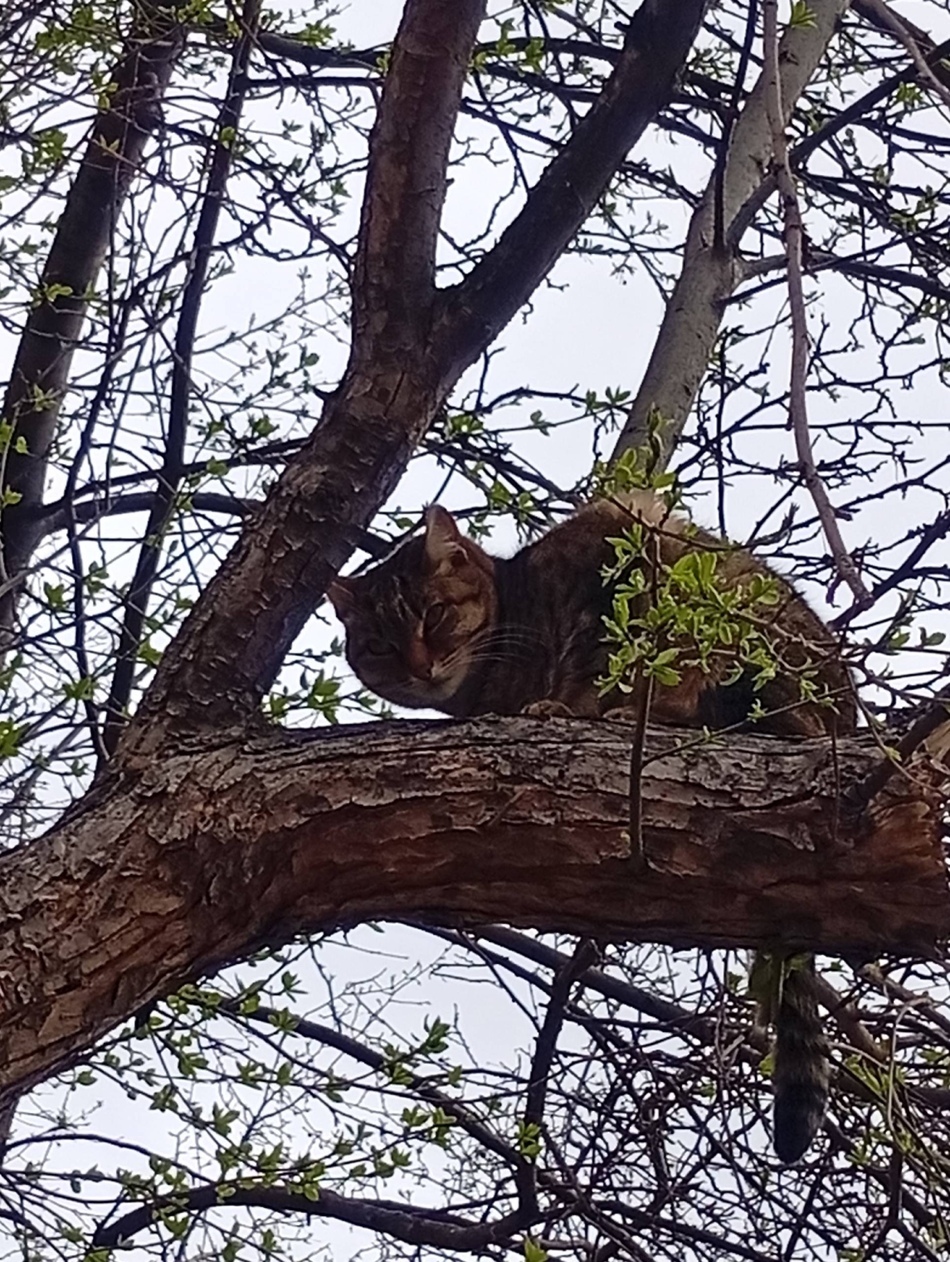 Найден кот, на Амундсена