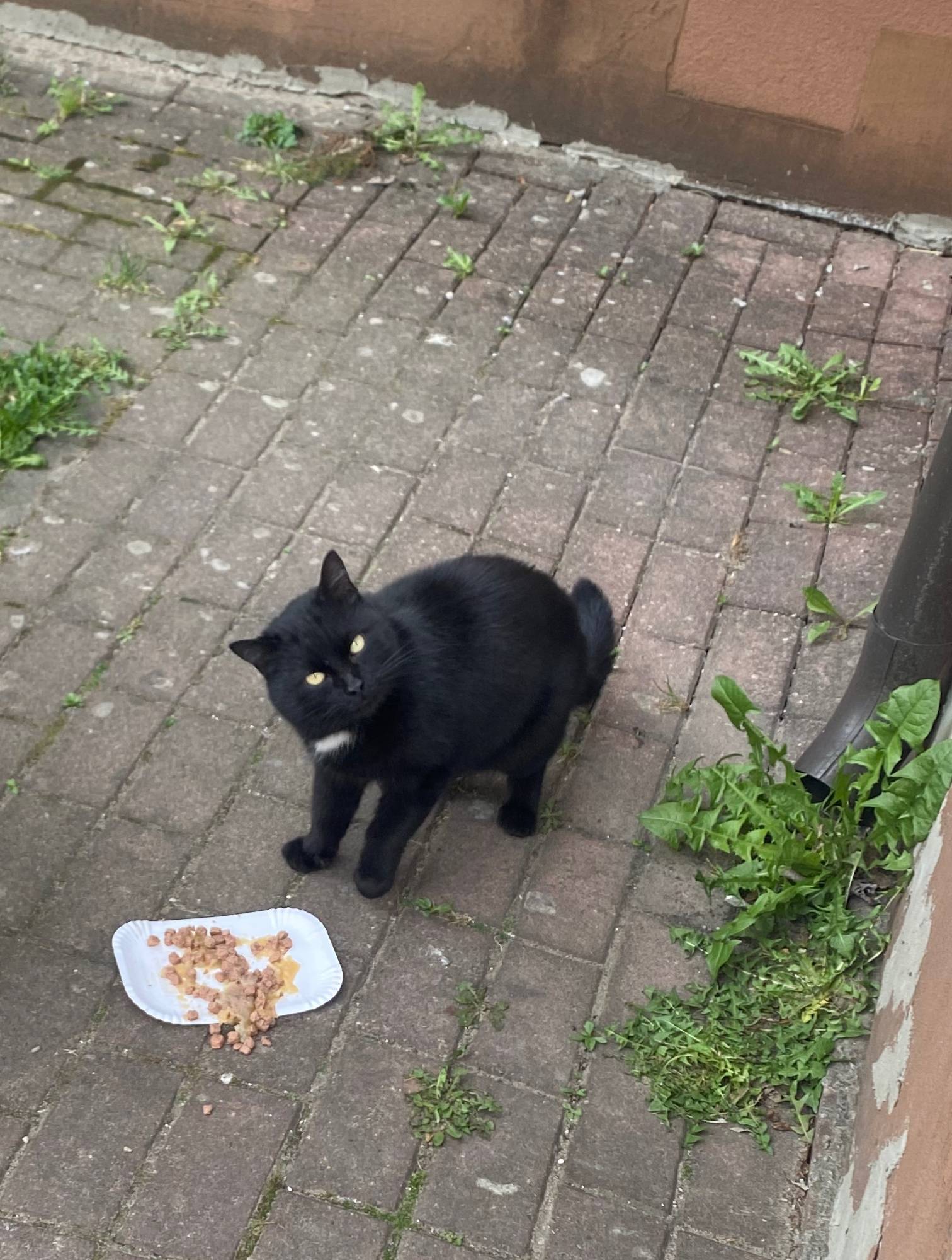 Найден кот, улица Яблоневая, г. Светлогорск