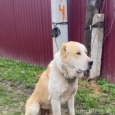 Найден алабай, Рязань