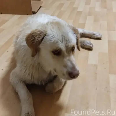 Найден Лабрадор, 9 мкр