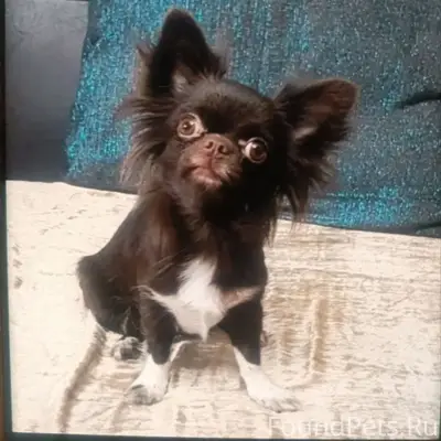 Пропали собаки, Красноярск, ул Новосибирская