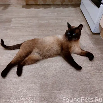 Найден сиамский кот, пос. Залесный