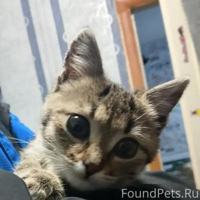 Пропала кошка, западный район