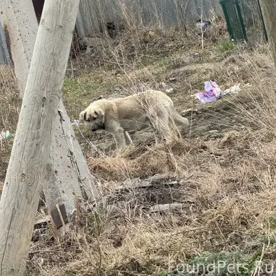 Найден тип собака, деревня Измоденова