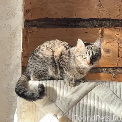 Пропала кошка Мышка