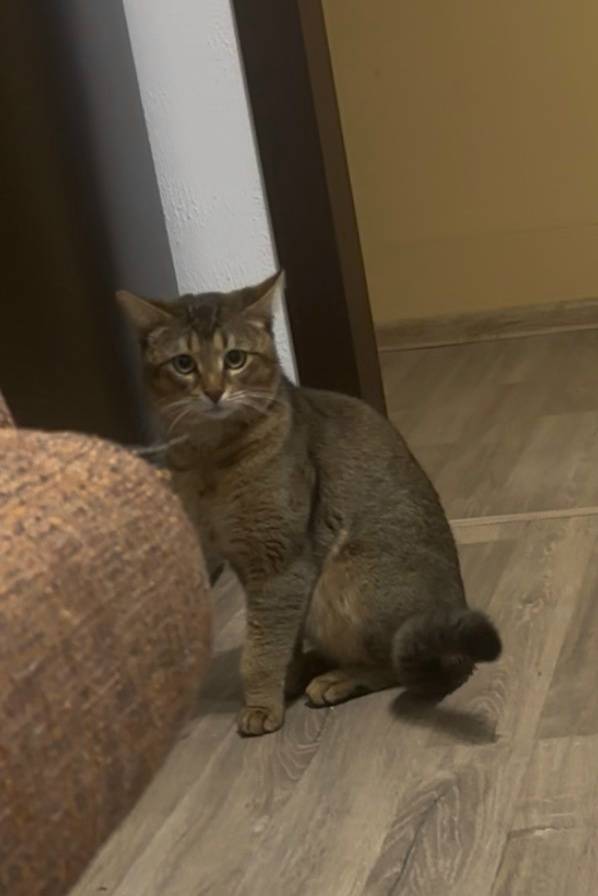 Пропал кот, Малая Ельня, Опалиха