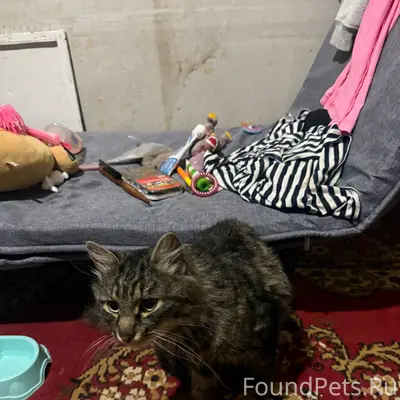 Найден серый кот, г. Белоозерский