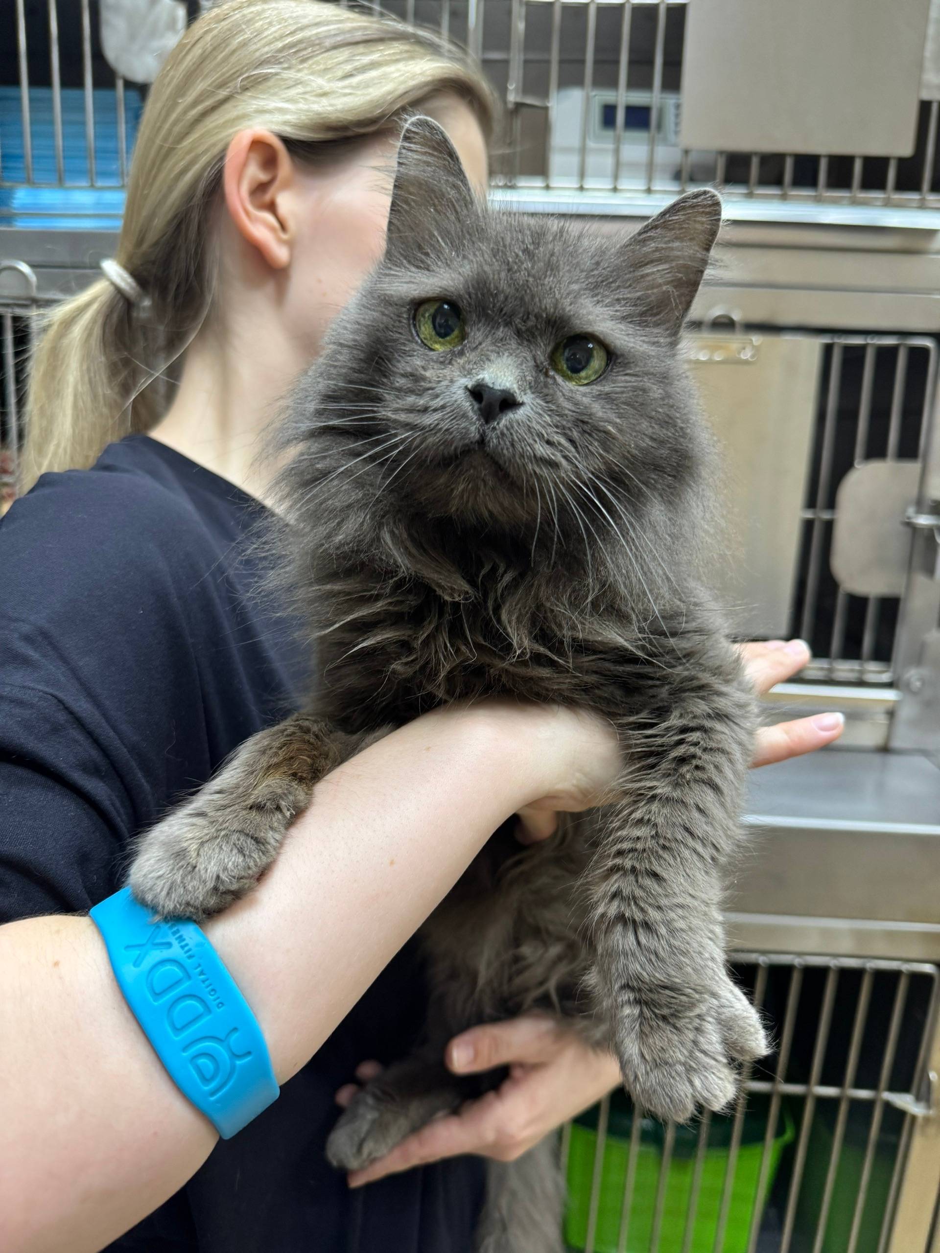 Найдена кошка, Волжский