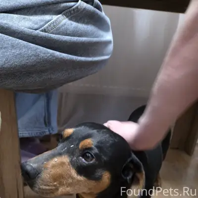 Найдена такса