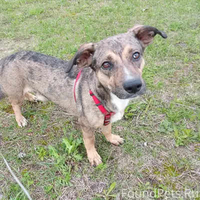 Найден метис таксы, мкр. Крутые Ключи, Самара