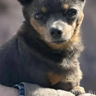 Пропала Русский той Тося, Иркутск, район 4-й Советской