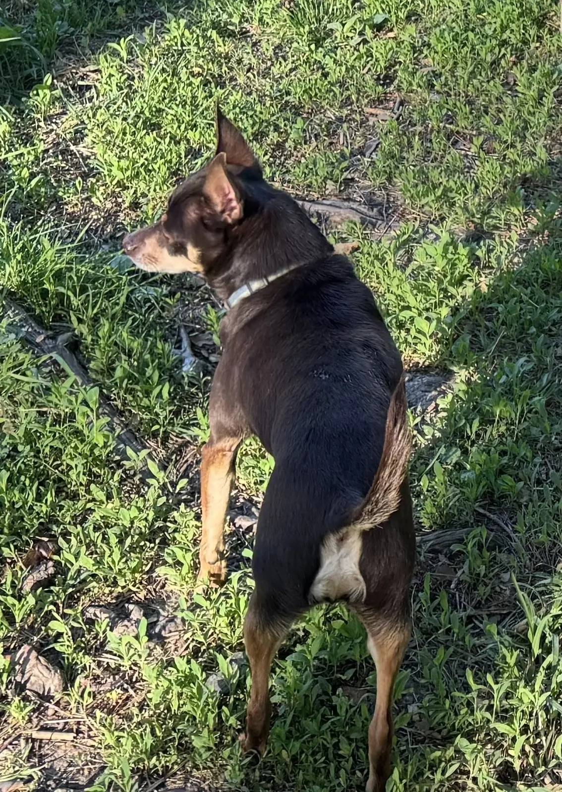 Пропал той-терьер Дени, Заветы Ильича