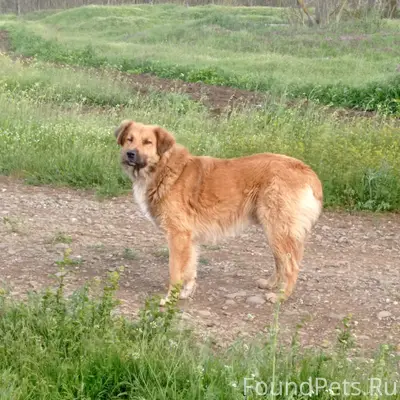 Пропал кабель, с. Пятихатка Красногвардейского района