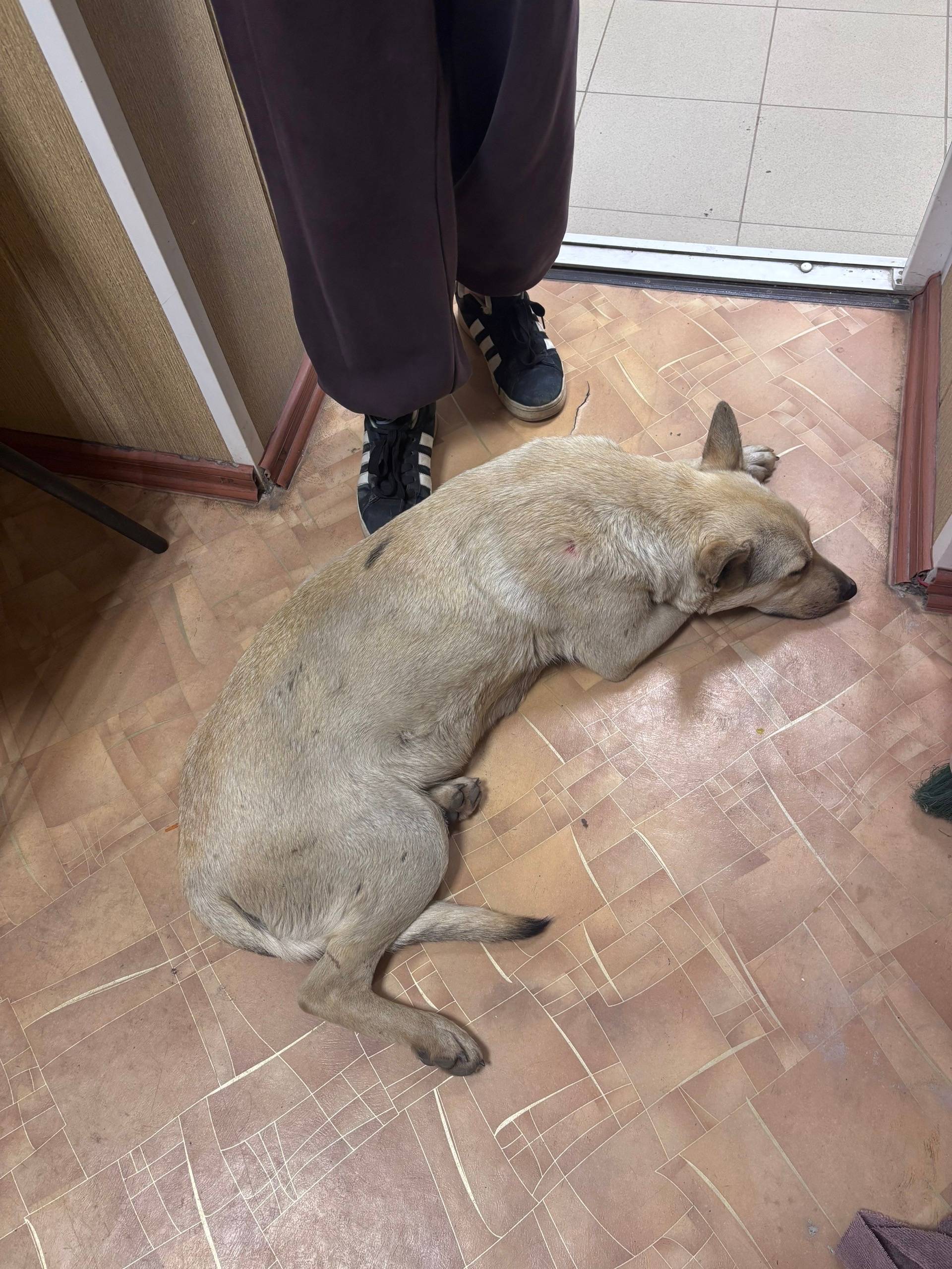 Пропала собака, район Интернациональной