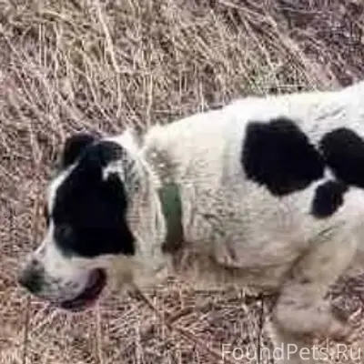 Пропал алабай, Элеваторная