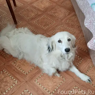 Пропала собака, Автозаводский район