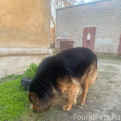 Найден пёс, район Дальняя 33