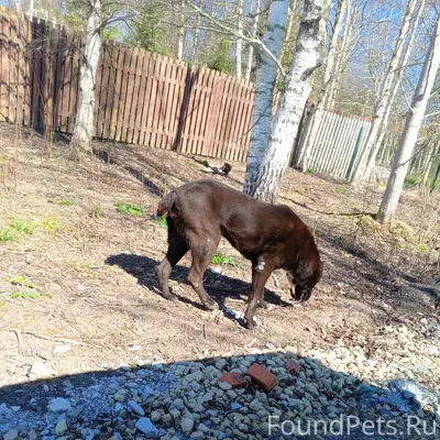 Найден породистый пёс, деревня Антелево