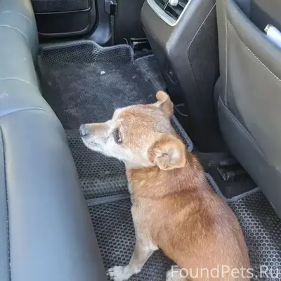 Найден тип собака, Боршодская