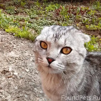 Найден вислоухий кот, ЧМЗ