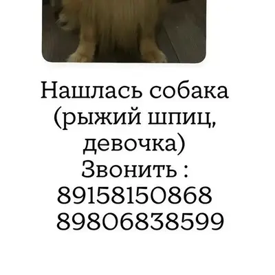 Найден тип собака, район Постышева-Колесанова