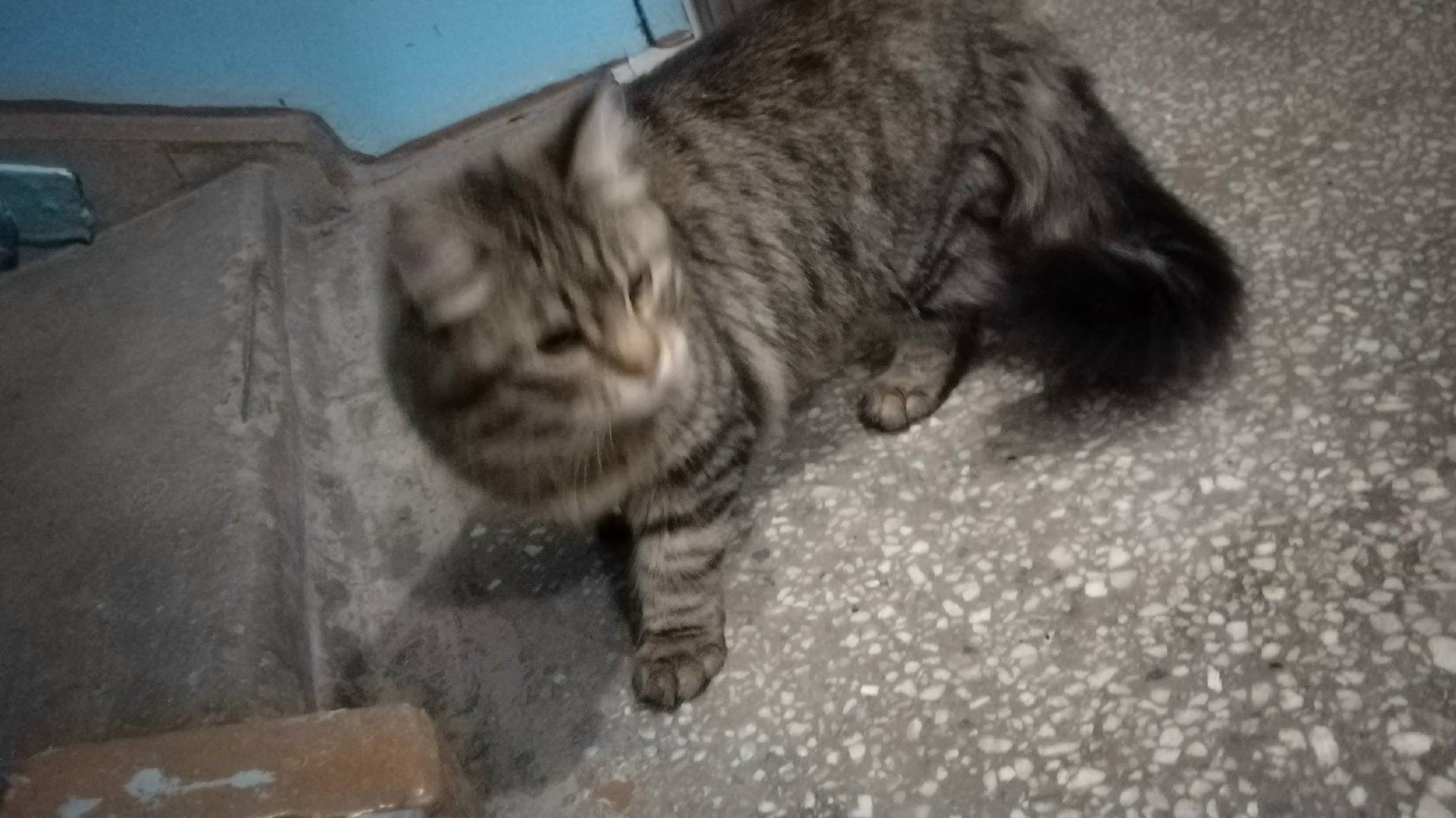Найдена кошка, Железнодорожный район