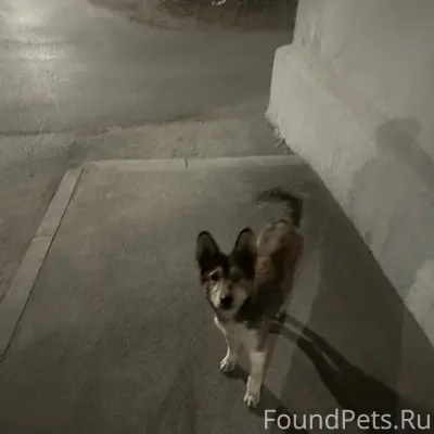 Найден пёс, Ныдинской