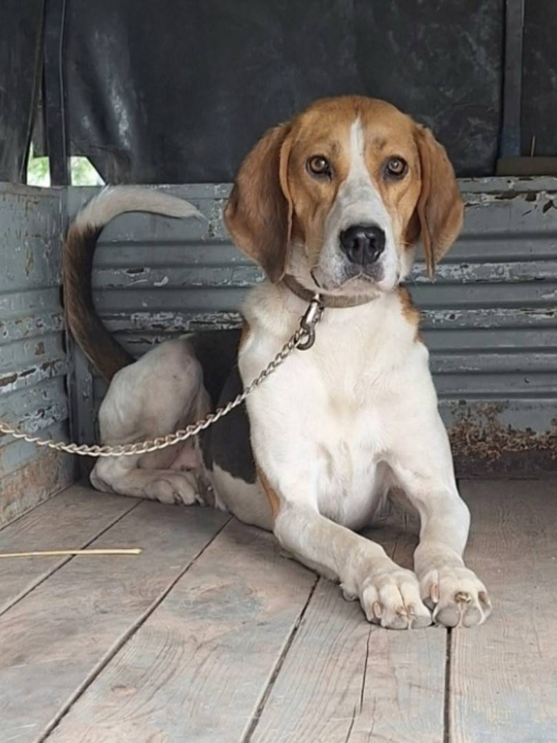 Пропала русская пегая гончая, Советский район