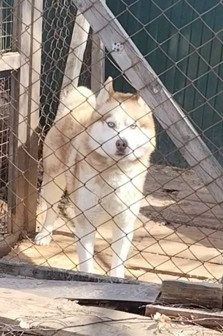 Пропал пёс Фраер, Терновка