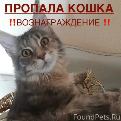 Пропала кошка Мейн-Кун Мася, г. Сегежа