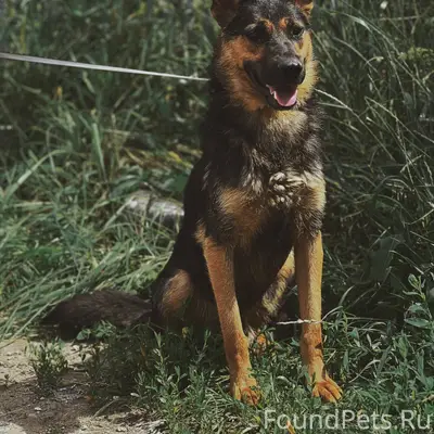 Найден пёс Перчик, Самара