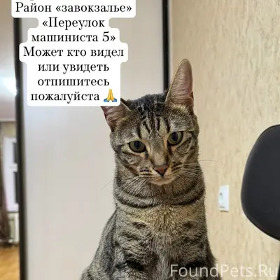 Пропала кошка Клёпа, Завокзалье