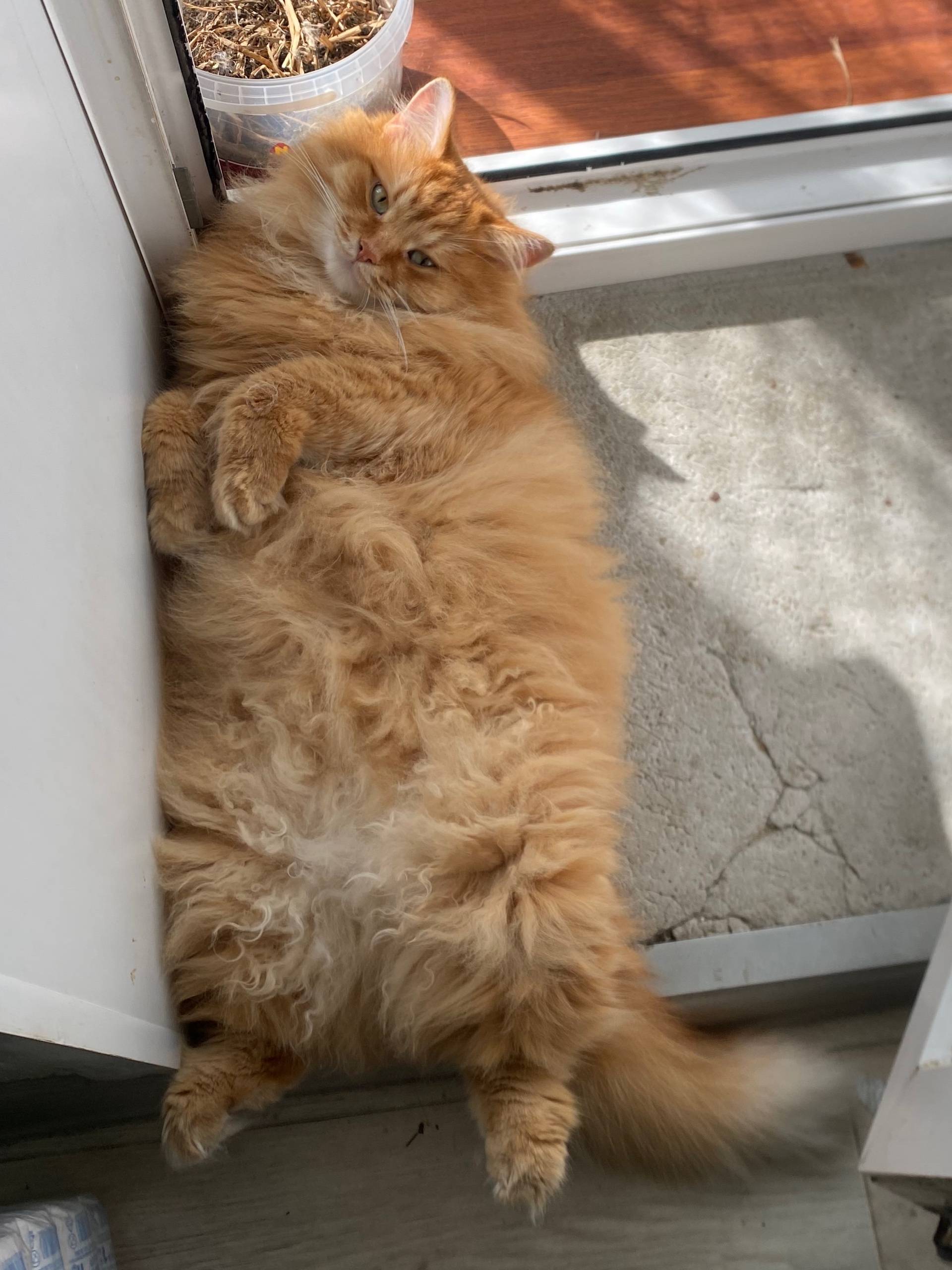 Пропал кот Вася, Шанхай (ул. Полевой проезд)