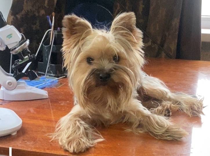 Пропал йорк Юра, ст. Добринка