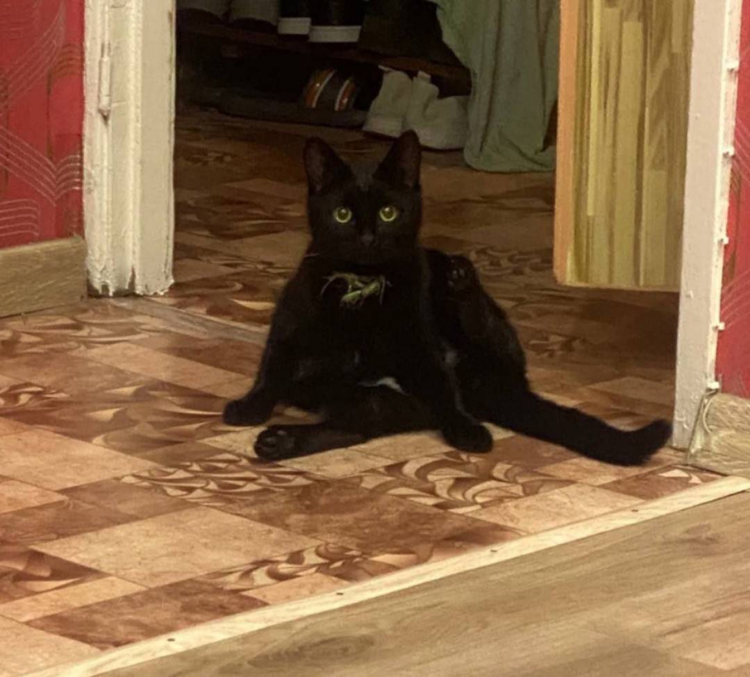 Пропал кот Кузя, Луначарского