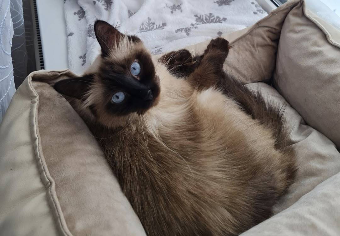 Пропала сиамская кошка Ваниля, Моркваши