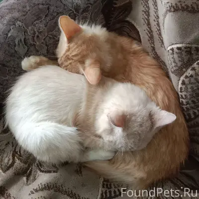 Пропал рыжий кот