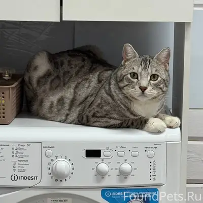 Пропал кот, серый с пятнами, Маршала Жукова 165Б