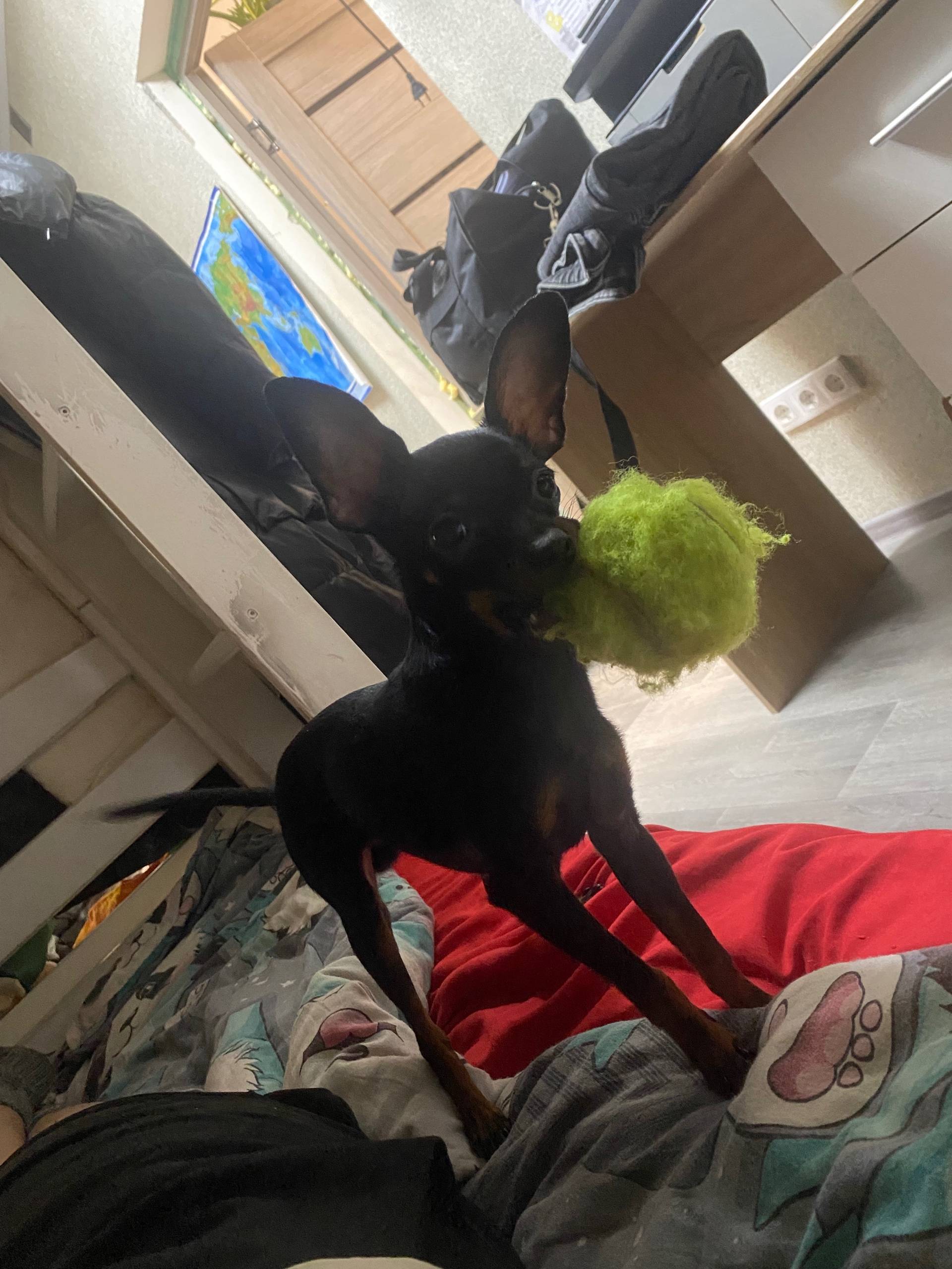 Пропала чёрная собака Степа