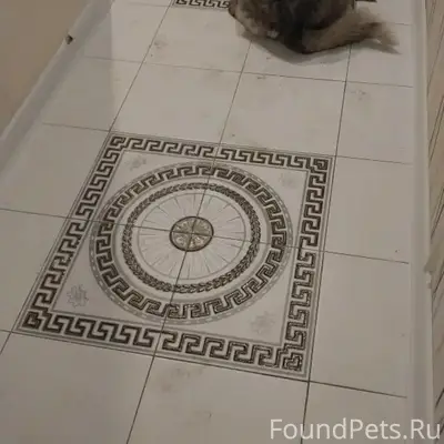 Пропала собака-метис хаски, район рабочего штаба 64